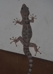 Phyllodactylus reissii