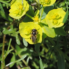 Platynochaetus setosus