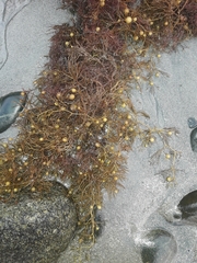 Phyllotricha verruculosa