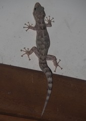 Phyllodactylus reissii