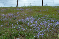Phacelia douglasii