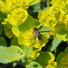 Platynochaetus setosus