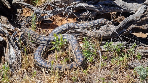 Inland Carpet Python sighting