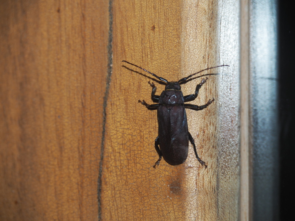 Strongylaspis kraepelini