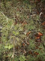 Plantago raoulii