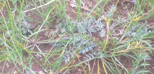 Martyanov's Oxytrope (Oxytropis martjanovii)