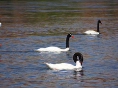 Cygnus melancoryphus