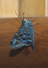 Thorybes dorantes galapagensis