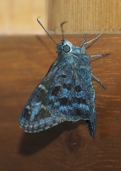 Thorybes dorantes galapagensis