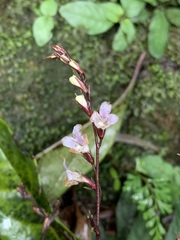Staurogyne concinnula