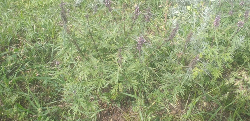 Honeyweed (Leonurus sibiricus)