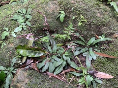 Staurogyne concinnula