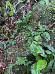 Staurogyne concinnula