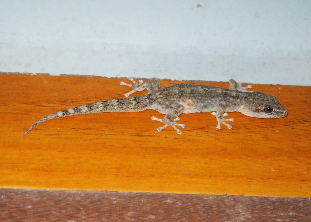 Peters' Leaf-Toed Gecko