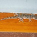 Peters' Leaf-toed Gecko - Photo (c) John G. Phillips, some rights reserved (CC BY-NC), uploaded by John G. Phillips
