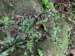 Staurogyne concinnula