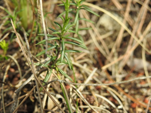 Image of Iberis saxatilis by (c) Yves Bas, some rights reserved (CC BY)