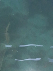 Notolabrus celidotus