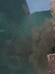 Notolabrus celidotus