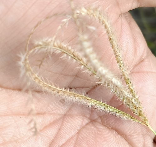 Image of Stapfochloa canterae by (c) José Gerardo Velasco, some rights reserved (CC BY-SA)