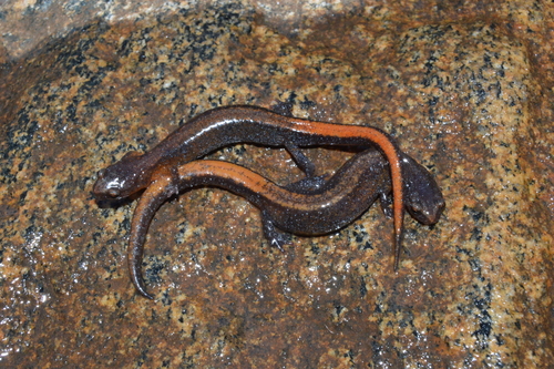 Webster's Salamander