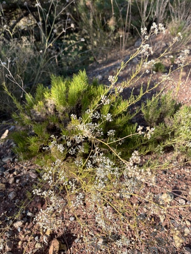 Gypsophila struthium (Gypsophila struthium)