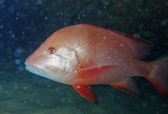 Emperor Red Snapper photo 2