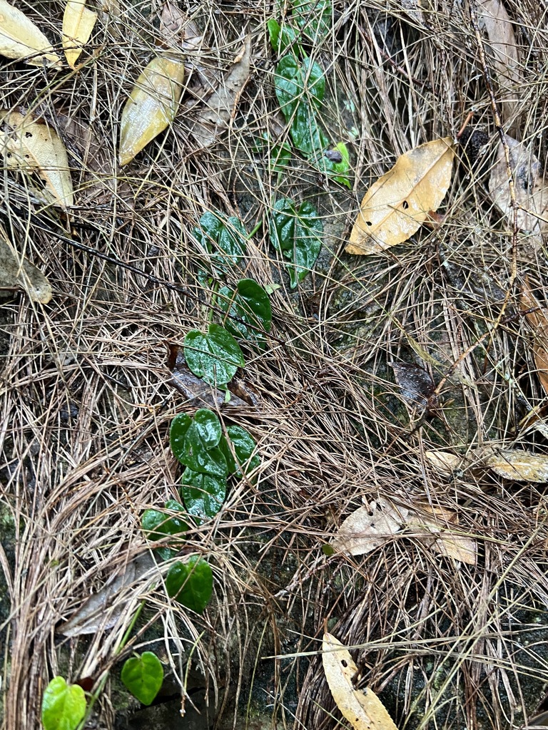 Common Yam Vine From Springbrook, Guanaba-springbrook, Queensland 