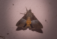 Oxyodes tricolor