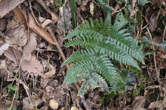 Dryopteris pacifica