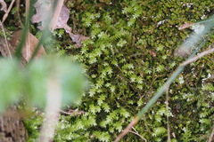 Trachycystis microphylla