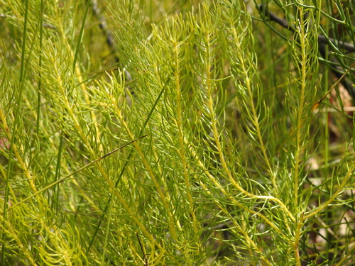 Image of Persoonia tenuifolia by (c) Scott W. Gavins, some rights reserved (CC BY)