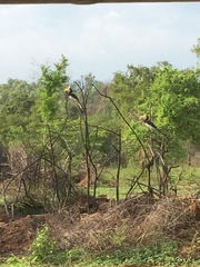 Anthracoceros coronatus