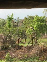 Anthracoceros coronatus