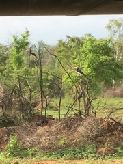 Anthracoceros coronatus