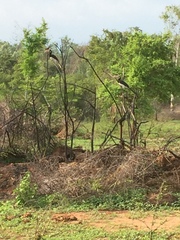 Anthracoceros coronatus