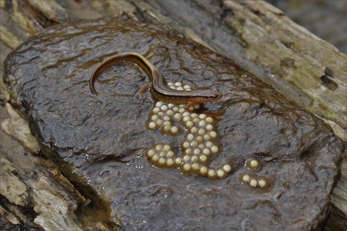 Southern Two-lined Salamander, Stephens County, GA, USA, photo 8 of 10