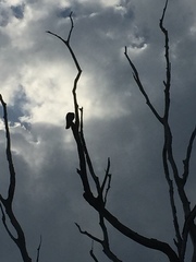 Corvus macrorhynchos culminatus