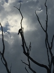 Corvus macrorhynchos culminatus