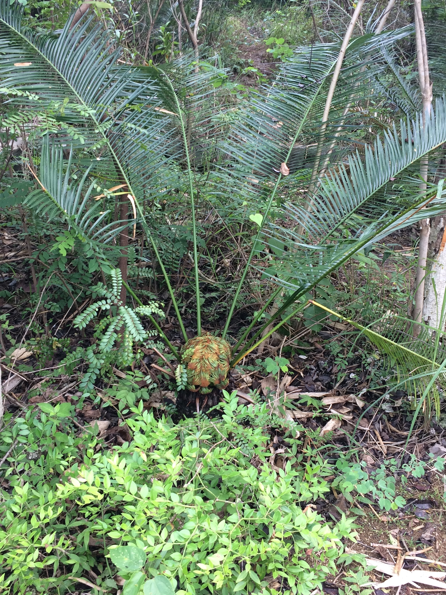 Cycas guizhouensis