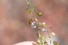 Thysanocarpus curvipes