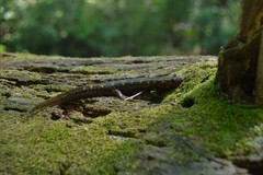 Desmognathus marmoratus