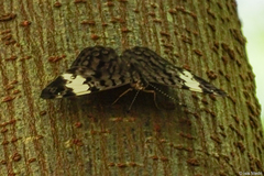 Ectima thecla