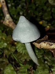 Entoloma canoconicum