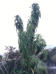 Siphocampylus giganteus