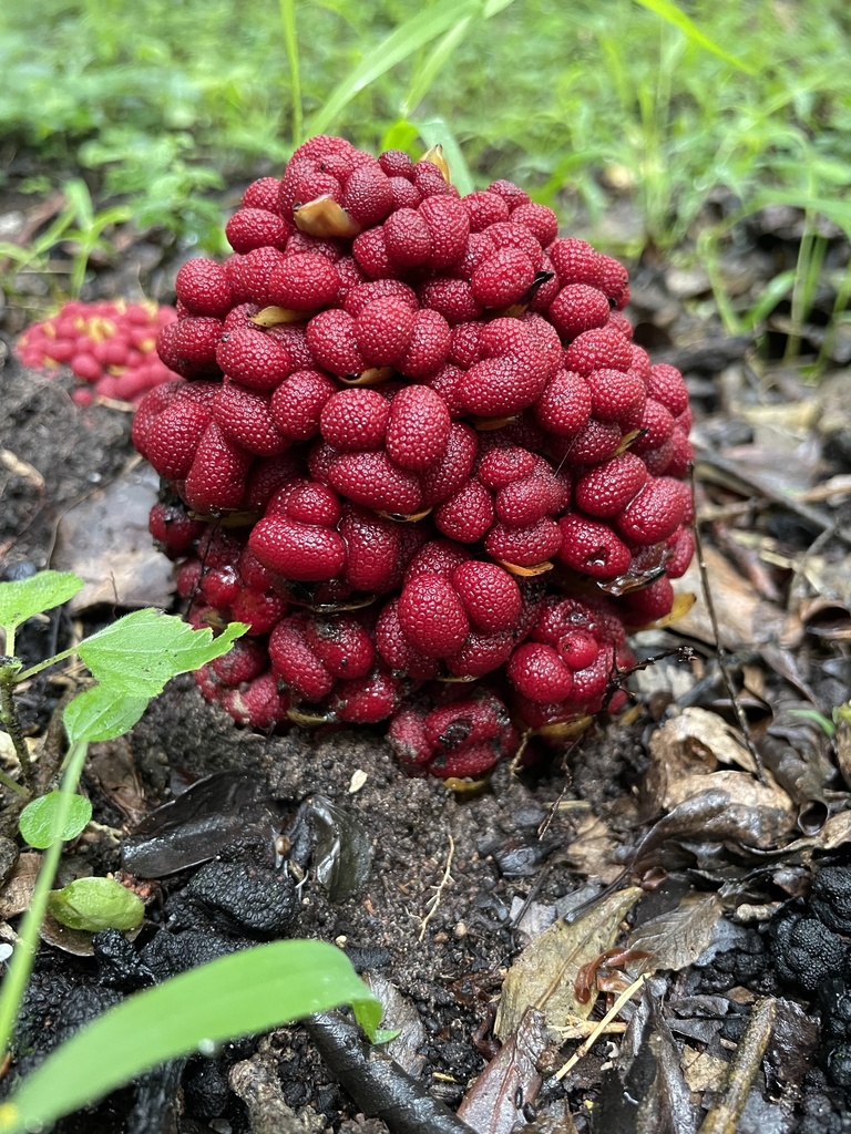 Diarrhoea Rose