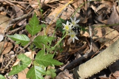 Pseudothyris sepulchralis