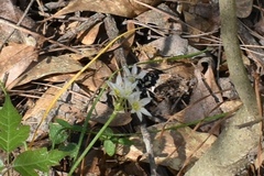 Pseudothyris sepulchralis