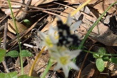 Pseudothyris sepulchralis