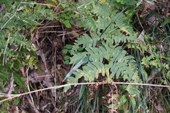 Dryopteris lacera